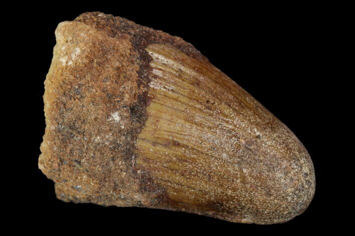 Cretaceous Fossil Crocodile Tooth - Morocco #122462